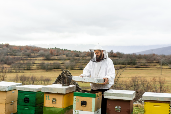 How to Become a Beekeeping Supplier and Start a Business