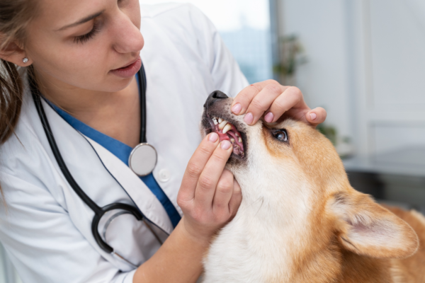 4-Essential Steps to Maintain Your Pet’s Health