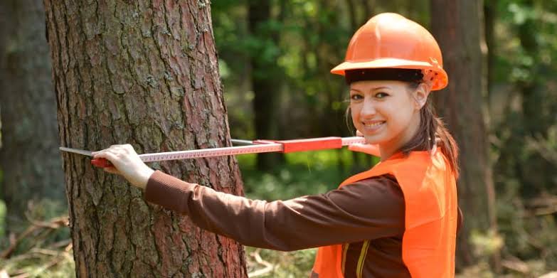 5 Best Arborists in Burlington - Find expert care for healthy, thriving trees